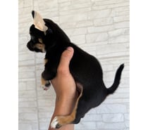 Venda de chihuahua macho