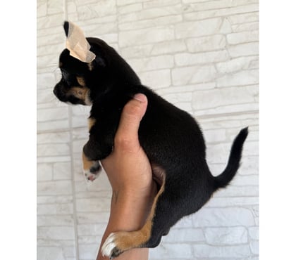 Animais Estimação à Venda - Fotos para Venda de chihuahua macho