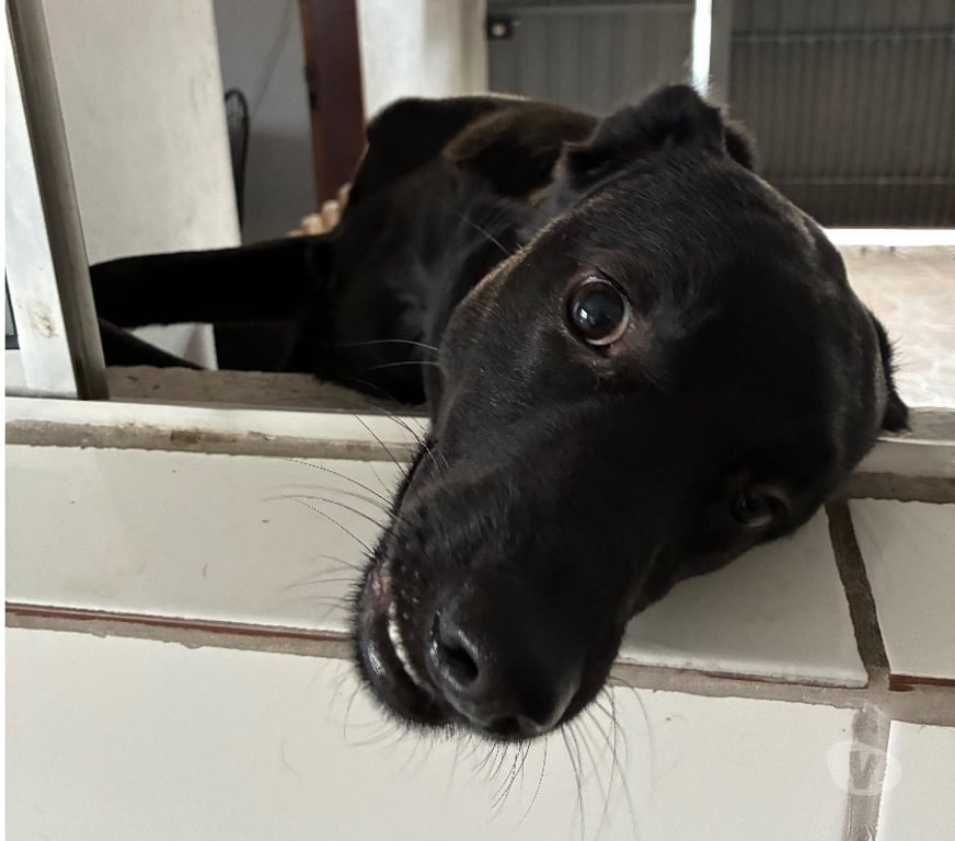 Adoção Animais de Estimação Sao Paulo SP M'Boi Mirim - Fotos para Um lar para o Catatau