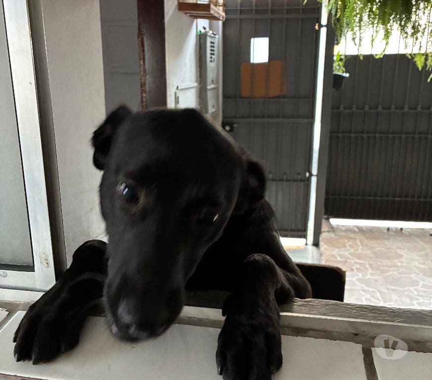 Adoção Animais de Estimação Sao Paulo SP M'Boi Mirim - Fotos para Um lar para o Catatau