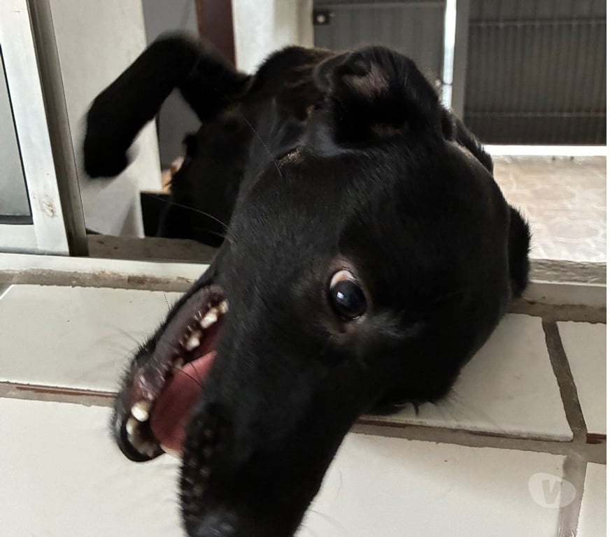 Adoção Animais de Estimação Sao Paulo SP M'Boi Mirim - Fotos para Um lar para o Catatau