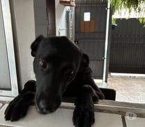 Um lar para o Catatau