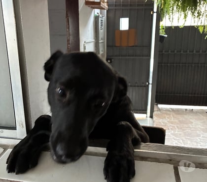 Adoção Animais de Estimação M'Boi Mirim Sao Paulo SP - Fotos para Um lar para o Catatau