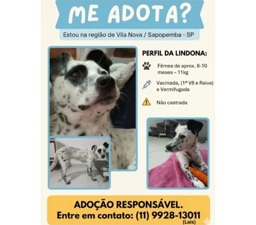 Adoção Animais de Estimação Sao Paulo SP Vila Prudente - Fotos para Fêmea resgatada 8-10 meses