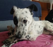 Fêmea resgatada 8-10 meses