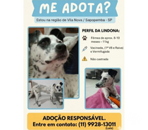 Fêmea resgatada 8-10 meses