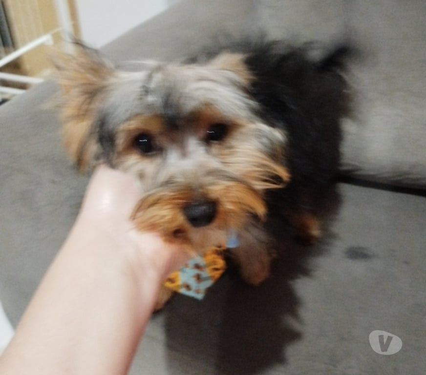 Animais Estimação à Venda Sao Paulo SP São Mateus - Fotos para Cachorrinhos lindos