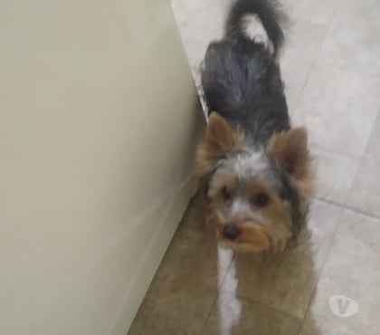 Animais estimação à venda São Mateus Sao Paulo SP - Fotos para Cachorrinhos lindos