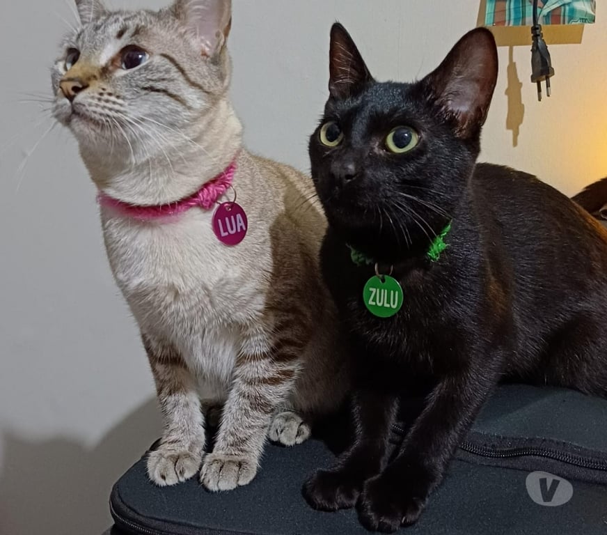 Alugar apartamentos Rio de Janeiro RJ Riachuelo, Rio de Janeiro - Fotos para Alugo Quarto no Rocha – Próx. Metrô