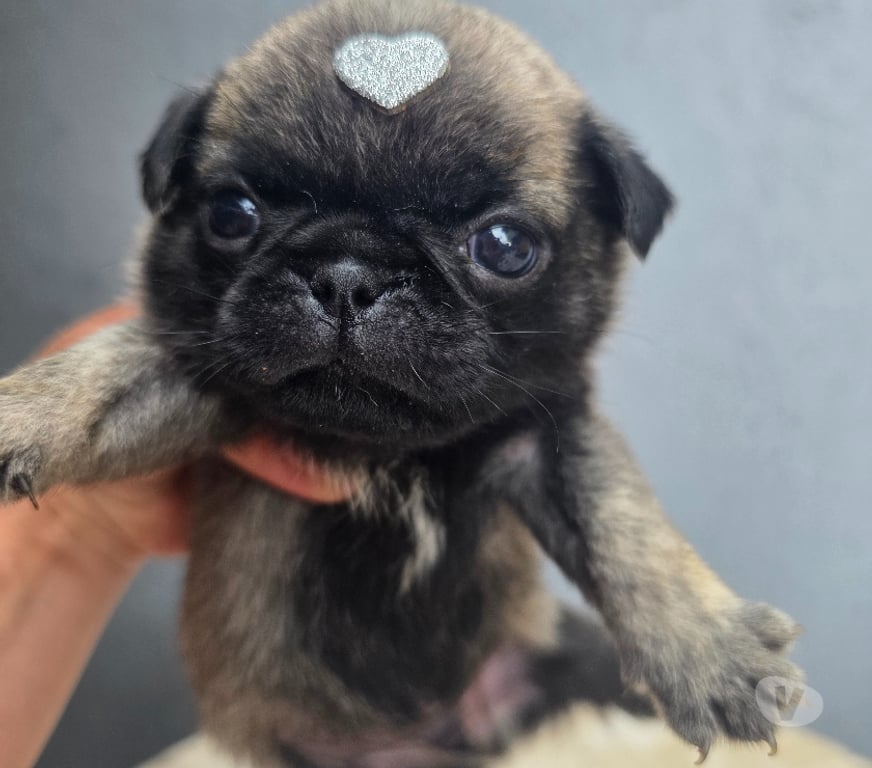 Animais Estimação à Venda Peruibe SP - Fotos para Pugs exoticos qualidade nabuco