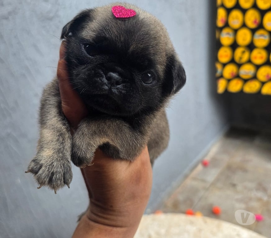Animais Estimação à Venda Peruibe SP - Fotos para Pugs exoticos qualidade nabuco