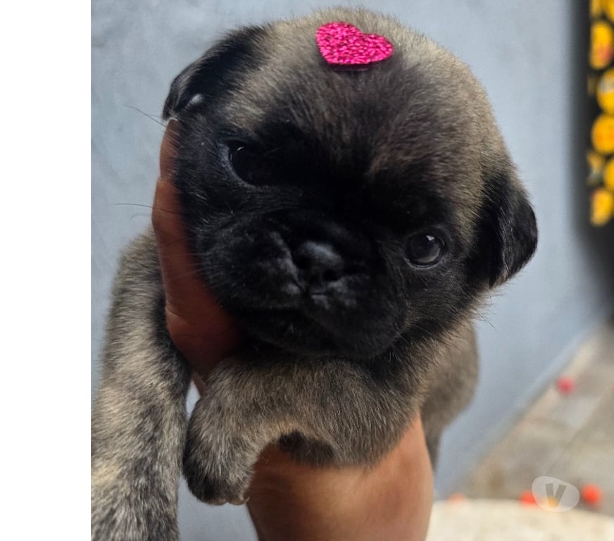 Animais Estimação à Venda Peruibe SP - Fotos para Pugs exoticos qualidade nabuco
