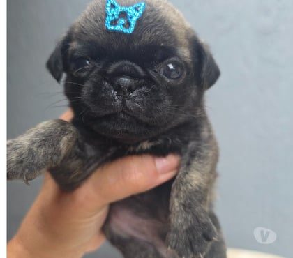 Animais Estimação à Venda - Fotos para Pugs exoticos qualidade nabuco