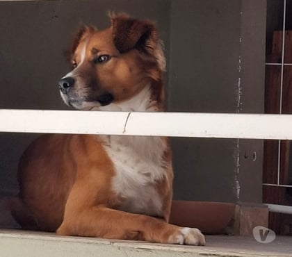 Adoção Animais de Estimação Jabaquara Sao Paulo SP - Fotos para Um lar para Lucky