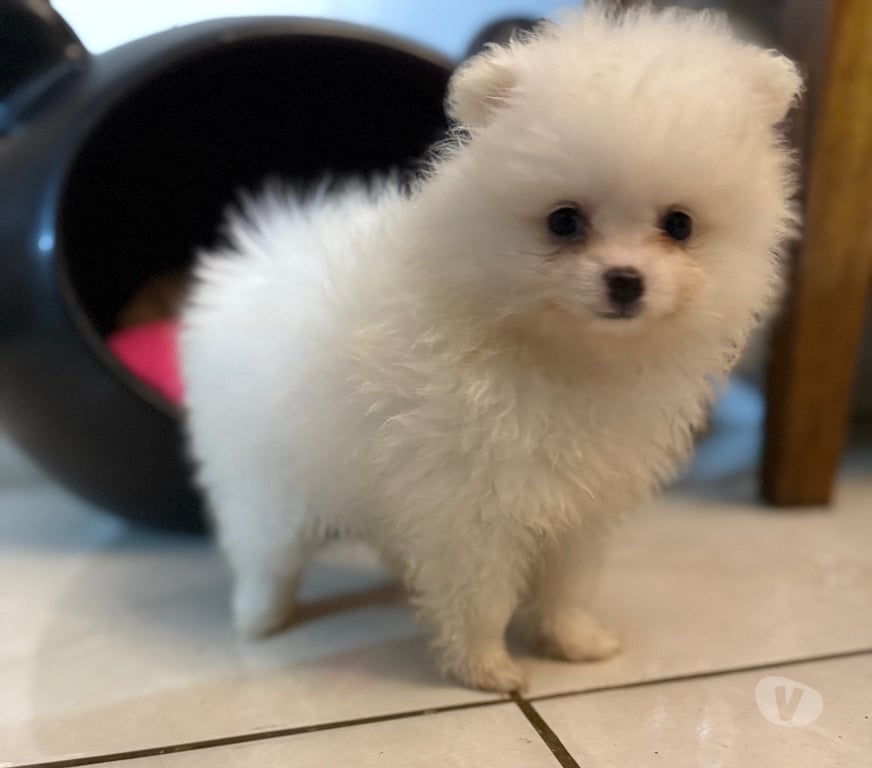 Animais Estimação à Venda Taquara RS - Fotos para Lulu pomerania femea