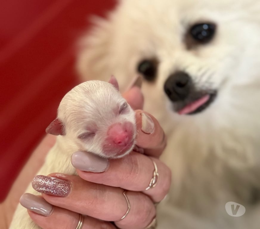 Animais Estimação à Venda Taquara RS - Fotos para Lulu pomerania femea