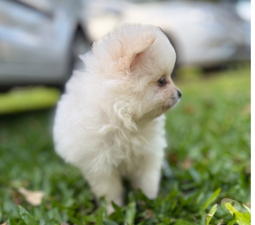 Animais Estimação à Venda Taquara RS - Fotos para Lulu pomerania femea