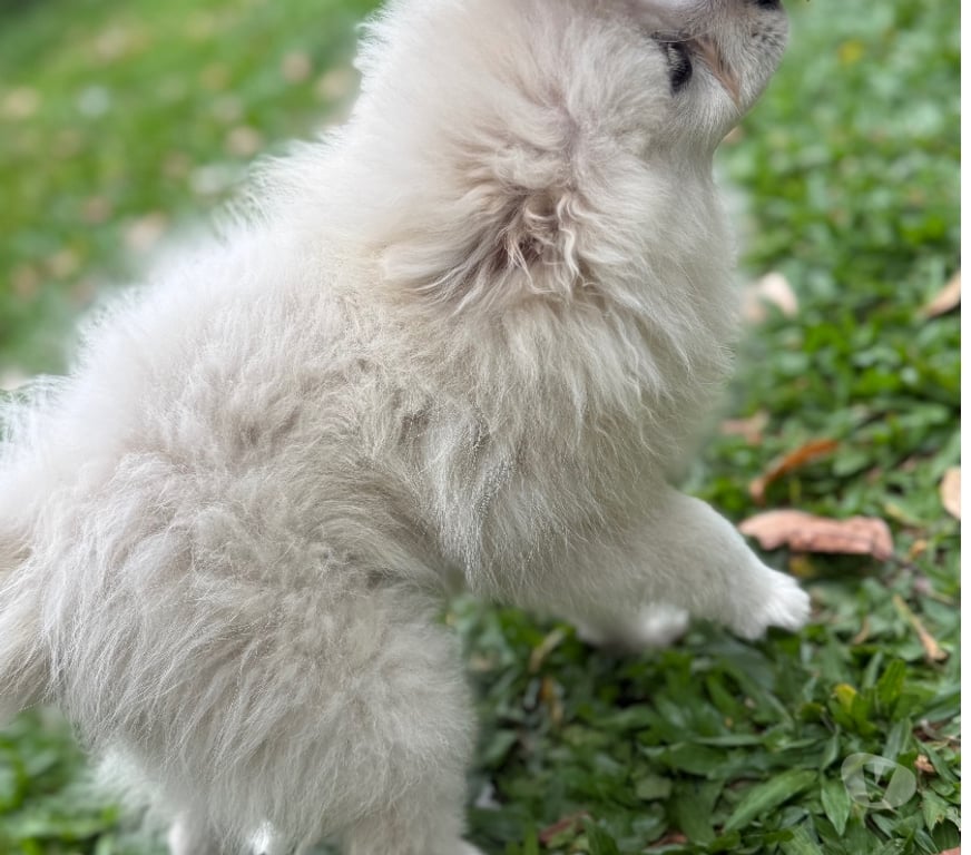Animais Estimação à Venda Taquara RS - Fotos para Lulu macho vacinado