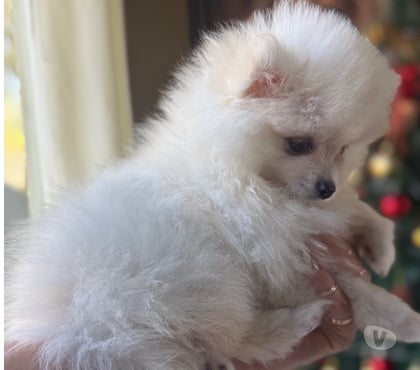 Animais estimação à venda - Fotos para Lulu macho vacinado