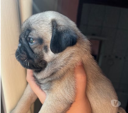Animais estimação à venda - Fotos para Vendo PUG legítimos vermifugados