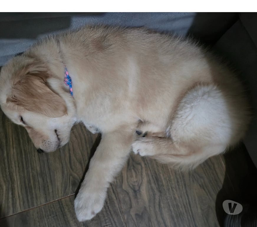 Animais Estimação à Venda Sao Paulo SP Santa Cecília - Fotos para Golden Retriever 🐶