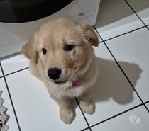 Golden Retriever 🐶