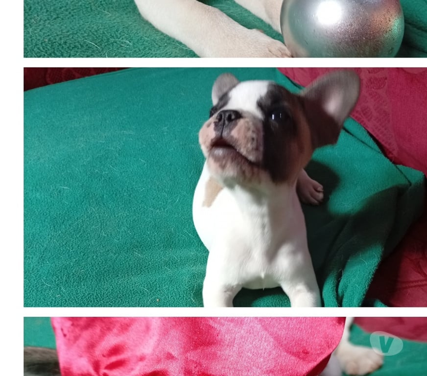 Animais Estimação à Venda Gravatai RS - Fotos para Buldogue Francês Macho