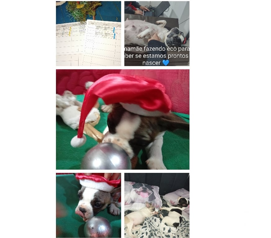 Animais Estimação à Venda Gravatai RS - Fotos para Buldogue Francês Macho