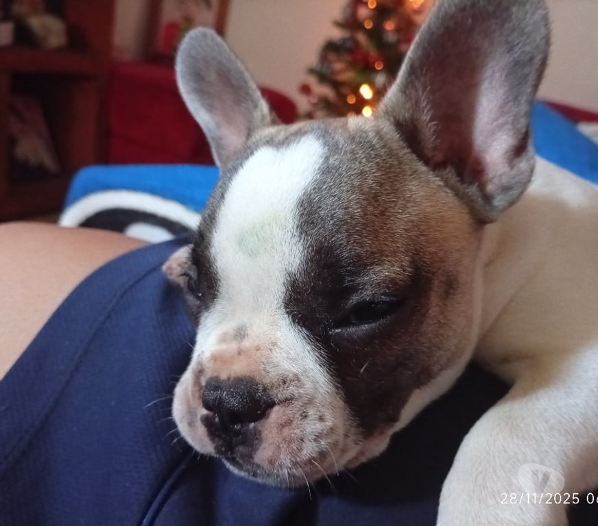 Animais Estimação à Venda Gravatai RS - Fotos para Buldogue Francês Macho