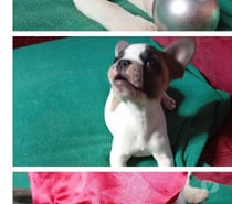 Buldogue Francês Macho