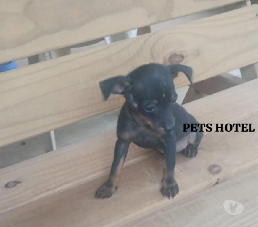 Animais Estimação à Venda Mococa SP - Fotos para PINSCHER preto canela