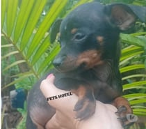 PINSCHER preto canela