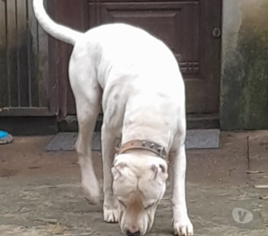Animais Estimação à Venda Viamao RS - Fotos para Dogo argentino exemplar da raça