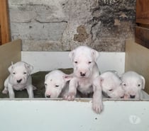 Dogo argentino exemplar da raça