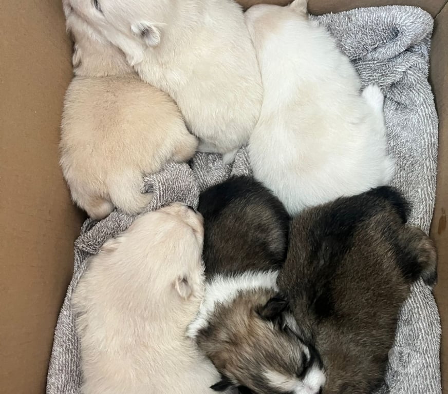 Animais Estimação à Venda Viamao RS - Fotos para Vende Splitz alemão Lulu da Pomerania