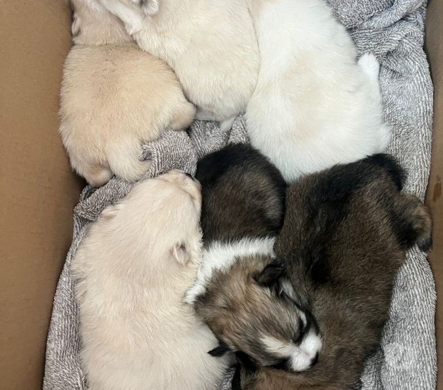 Animais Estimação à Venda Viamao RS - Fotos para Vende Splitz alemão Lulu da Pomerania