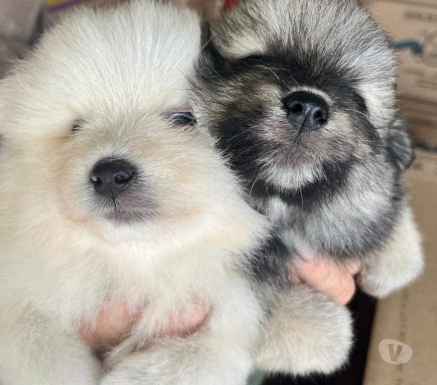 Animais Estimação à Venda Viamao RS - Fotos para Vende Splitz alemão Lulu da Pomerania