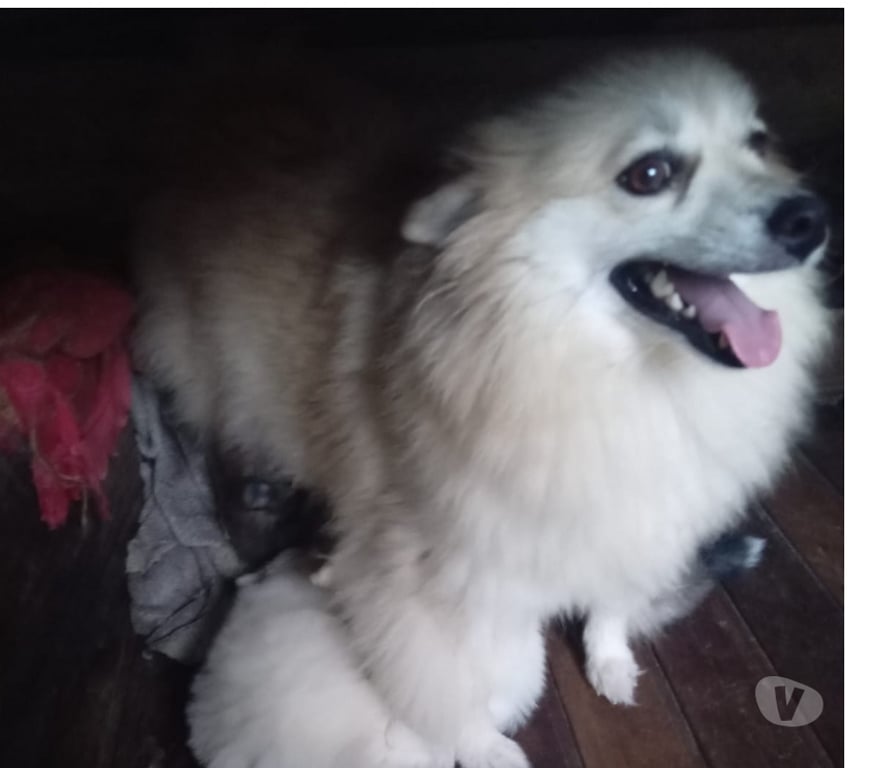 Animais Estimação à Venda Viamao RS - Fotos para Vende Splitz alemão Lulu da Pomerania