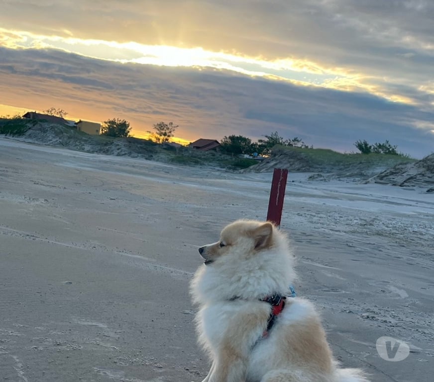Animais Estimação à Venda Viamao RS - Fotos para Vende Splitz alemão Lulu da Pomerania