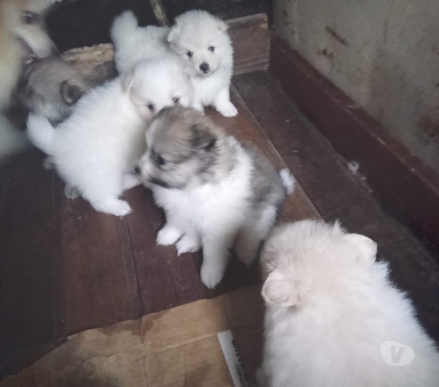 Animais Estimação à Venda Viamao RS - Fotos para Vende Splitz alemão Lulu da Pomerania