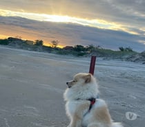 Vende Splitz alemão Lulu da Pomerania