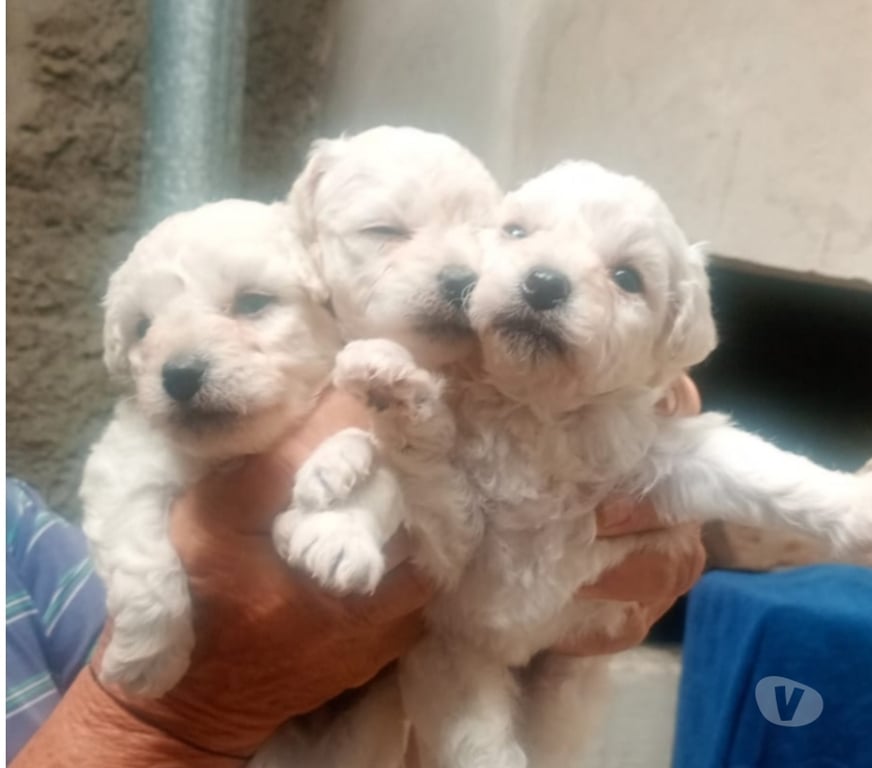 Animais Estimação à Venda Viamao RS - Fotos para Vende-se filhotes de POODLE branco raros