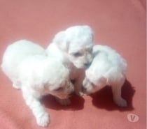 Vende-se filhotes de POODLE branco raros