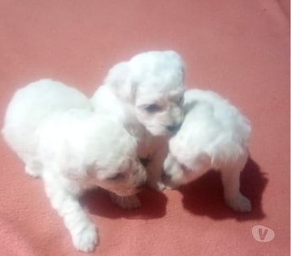Animais Estimação à Venda - Fotos para Vende-se filhotes de POODLE branco raros
