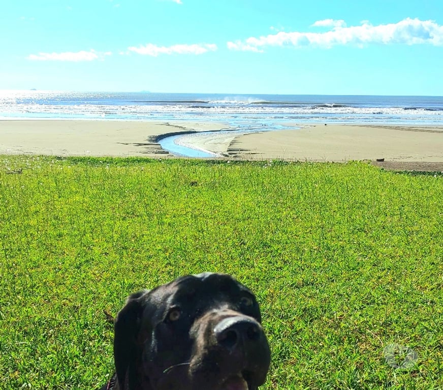 Animais Estimação à Venda Peruibe SP - Fotos para Vendo Cane Corso