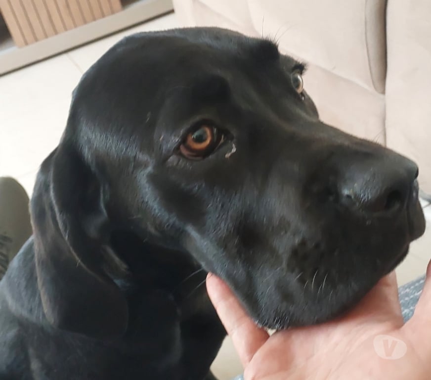 Animais Estimação à Venda Peruibe SP - Fotos para Vendo Cane Corso