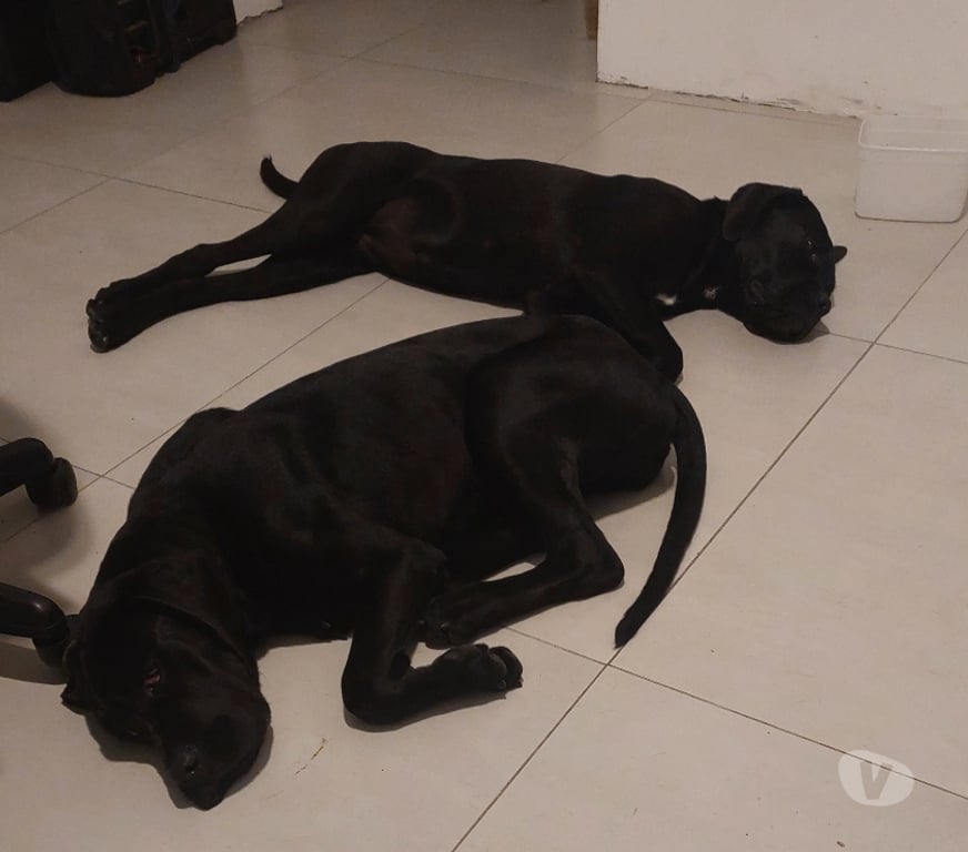 Animais Estimação à Venda Peruibe SP - Fotos para Vendo Cane Corso
