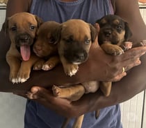 American Bully Fêmea