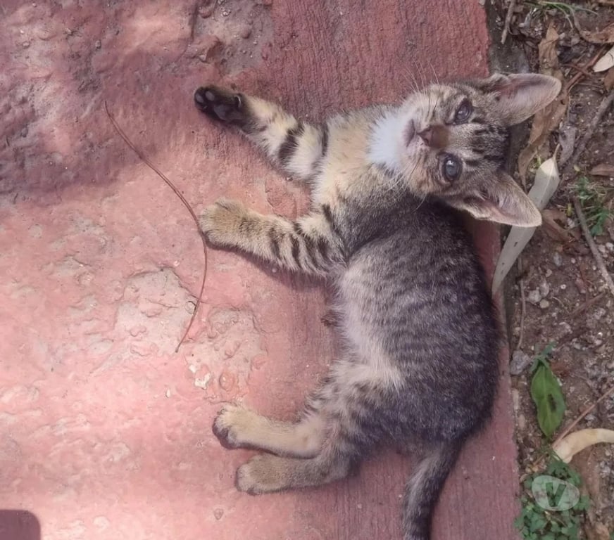 Adoção Animais de Estimação Barueri SP - Fotos para Adote um Gatinho que precisa de um Lar