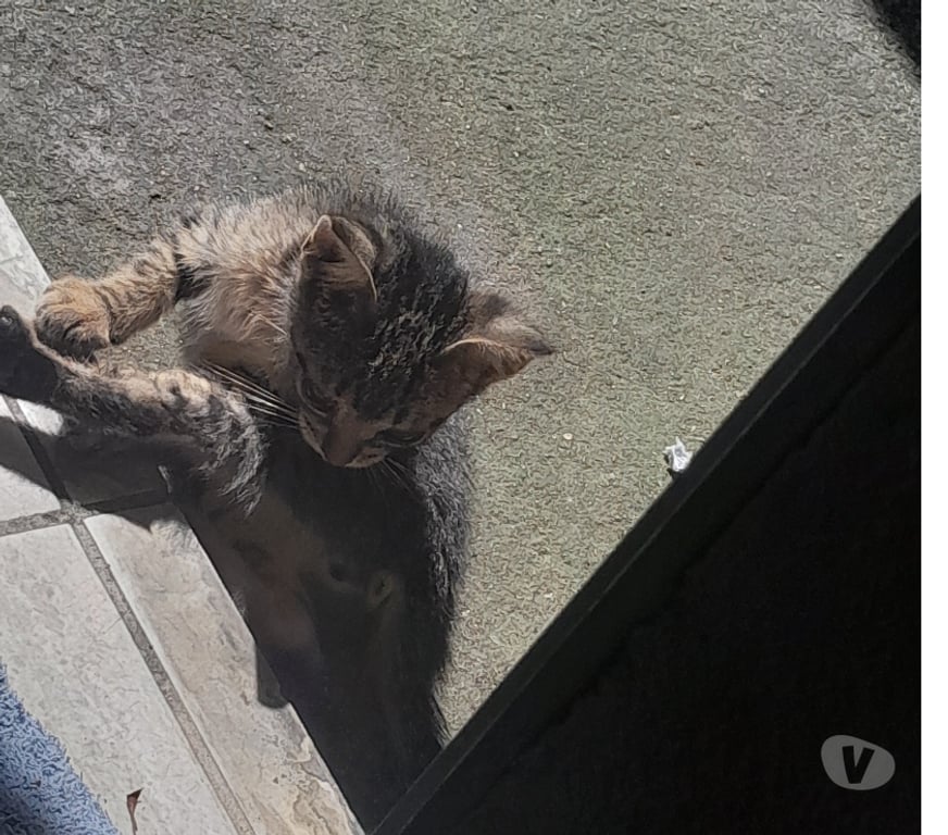 Adoção Animais de Estimação Barueri SP - Fotos para Adote um Gatinho que precisa de um Lar